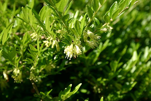 Lonicera pileata